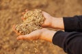 The hands of a farmer close-up holding a handful of wheat grains. Copy space. Rural meadow. Rich harvest concept.