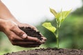 Hands of farmer growing and nurturing tree growing on fertile soil, environment Earth Day In the hands of trees growing seedlings