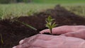 Hands of farmer growing and nurturing tree growing on fertile soil with green and yellow bokeh background. Concept of: New life, F Royalty Free Stock Photo