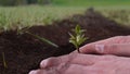 Hands of farmer growing and nurturing tree growing on fertile soil with green and yellow bokeh background. Concept of: New life, F Royalty Free Stock Photo