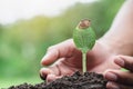 Hands of farmer growing and nurturing tree growing on fertile soil, environment Earth Day In the hands of trees growing seedlings