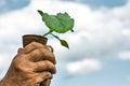 The hands of farmer hold the courgette zucchini seedling on blue sky background. Space for text Royalty Free Stock Photo