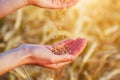 Hands of a farmer holding  and examining wheat grains, sunny wheat field background Royalty Free Stock Photo