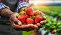 Hands of a Farmer Holding Fresh Red Strawberries - Generative Ai Royalty Free Stock Photo