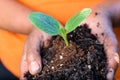 Hands of farmer holding soil and fresh young green plant together Royalty Free Stock Photo