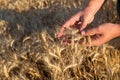 Hands of a farmer holding spikelets of wheat on a field