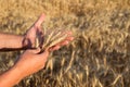 Hands of a farmer holding spikelets of wheat on a field