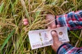 Hands farmer are holding thai banknote in rice field, money thai baht in hand farmer, hand are holding money banknote of thailand Royalty Free Stock Photo