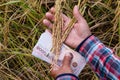 Hands farmer are holding thai banknote in rice field, money thai baht in hand farmer, hand are holding money banknote of thailand Royalty Free Stock Photo