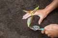 Hands of farmer  nurturing tree growing on fertile soil,  Maintenance of growing seedlings,  Hands protect trees,   plant trees to Royalty Free Stock Photo