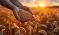 Hands of farmer over ripe wheat field with the sun at sunset Royalty Free Stock Photo