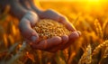 Hands of farmer over ripe wheat with sunburst in the background Royalty Free Stock Photo
