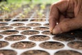 Hands of farmer planting seeds in soil in nursery tray Royalty Free Stock Photo