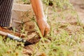 Hands of farmer racking removing weeds from his lawn