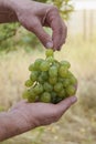 Hands of farmer with ripe White Grapes during wine harvest. Bunch of white grapes in men`s hands, Vineyard. Royalty Free Stock Photo