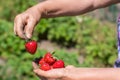 The hands of a farmer& x27;s woman hold a handful of ripe strawberries in close-up against the background of a garden bed