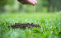 Hands of a farmer watering young green plants