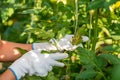 Hands of a farmer woman holding leaf of the tomato plant vegetable looking for insects and vegetable diseases on the leaf in her g