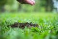 Hands of a farmer woman watering young green plants and nurturing baby plant. World Environment Royalty Free Stock Photo