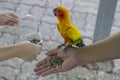 The hands of a father and daughter are feeding a Sun Conure Parrots happily. Royalty Free Stock Photo