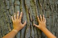 The hands of father and son touch the big tree. Human and nature Royalty Free Stock Photo
