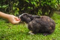 Hands feed the rabbit. Cosmetics test on rabbit animal. Cruelty free and stop animal abuse concept Royalty Free Stock Photo