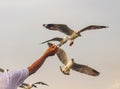 Hands are feeding seagulls