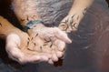 Hands feeding small fishes