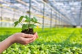 Hands of female botanist holding seedling in plant nursery Royalty Free Stock Photo