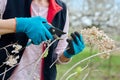 Hands of female gardener in gloves with secateurs pruning hydrangea bush Royalty Free Stock Photo