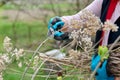 Hands of female gardener in gloves with secateurs pruning hydrangea bush Royalty Free Stock Photo