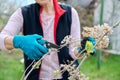 Hands of female gardener in gloves with secateurs pruning hydrangea bush Royalty Free Stock Photo