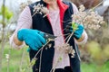 Hands of female gardener in gloves with secateurs pruning hydrangea bush Royalty Free Stock Photo