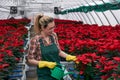 Hands of a female gardener in a greenhouse takes care of poinsettia flowers, adding fertilizing to the soil