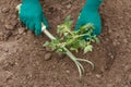 Hands of female gardener planting tomato seedling in the garden soil Royalty Free Stock Photo