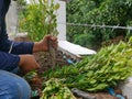 Hands of a female gardener pressing a wooden stick into the ground, to make a hole for planting young new plants, following the Royalty Free Stock Photo