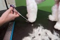 hands of a female groomer with scissors cutting the paw of a white fluffy miniature yorkie