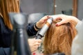 Hands of female hairstylist curls hair client with a curling iron in a hairdressing salon, close up. Royalty Free Stock Photo
