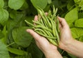 Hands filled with Fresh Green Beans from the Garden Royalty Free Stock Photo