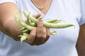 Hands filled with Fresh Green Beans from the Garden Royalty Free Stock Photo