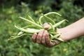 Hands filled with Fresh Green Beans from the Garden Royalty Free Stock Photo