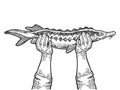 Hands with fish engraving vector illustration Royalty Free Stock Photo