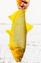 Hands of a fisherman holding a Dourado fish Royalty Free Stock Photo