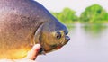 Hands of a fisherman holding a fish known as Pacu Royalty Free Stock Photo