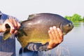 Hands of a fisherman holding a fish known as Pacu Royalty Free Stock Photo