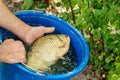 Hands of fisherman showing big crucian in a bucket caught in a freshwater pond