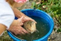 Hands of fisherman showing to a kid a big crucian in a bucket caught in a freshwater pond recently