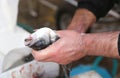 hands the fishmonger at the seafood market Royalty Free Stock Photo