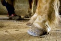 Fariery - Horse shoeing at an Amish shop Royalty Free Stock Photo