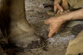Fariery - Horse shoeing at an Amish shop Royalty Free Stock Photo